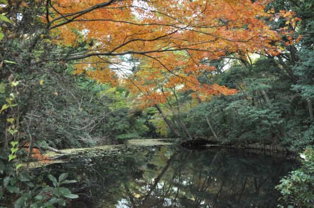Ormanda bir de gölet var