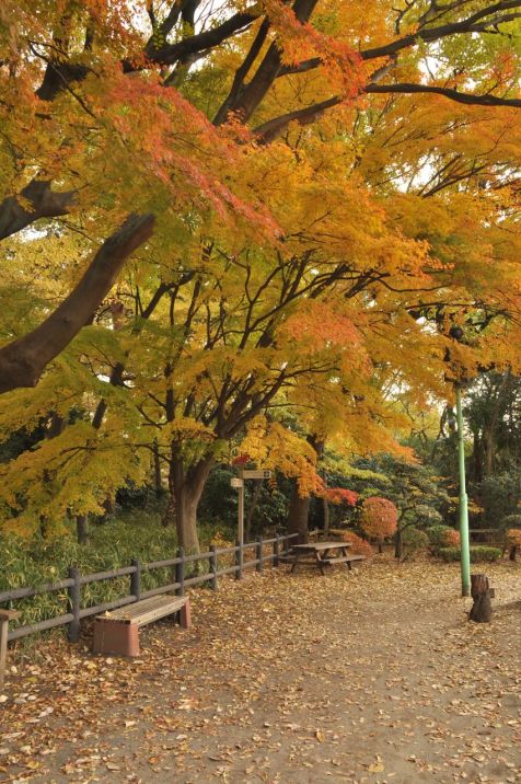 Manejin hemen yanındaki patika