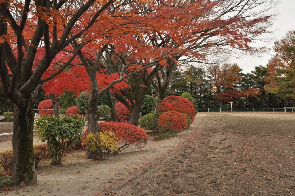 Japonya mevsimlerle anlaşılır, sonbaharda renk ve hüzün&nbsp;vardır