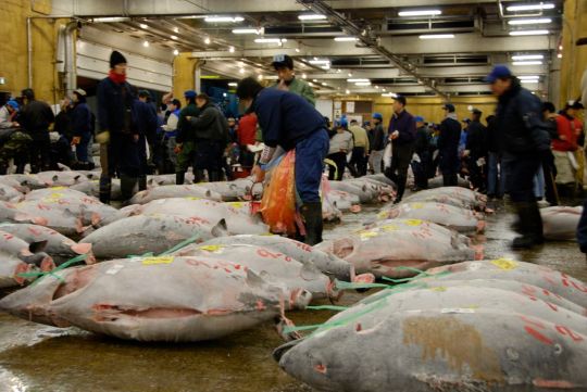 Tokyo Tsukiji Balık Halinden bir enstantane, bir kış sabahı 5:30 civarında çekilmiştir