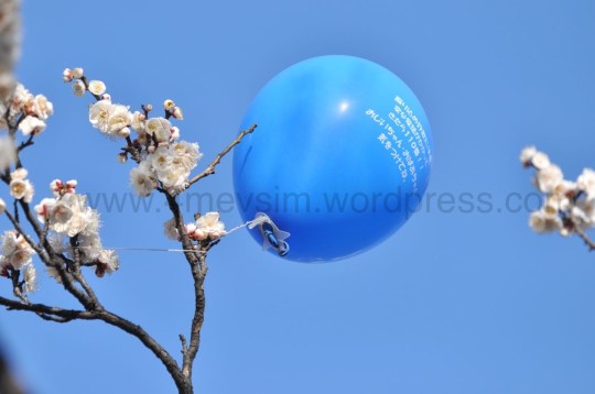 Dallara takılmış bir balon