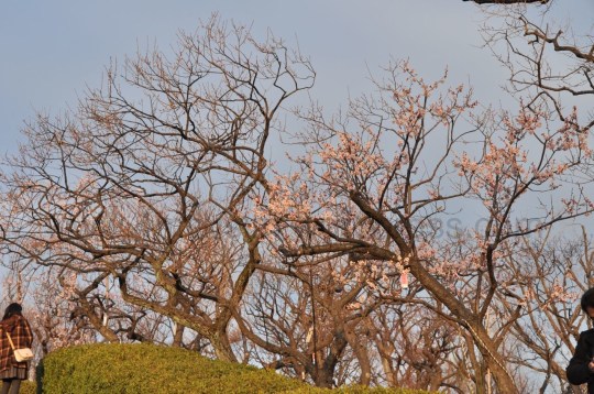 Hanegi Parkı, Umegaoka (Erikli Vadisi) kapısı girişi