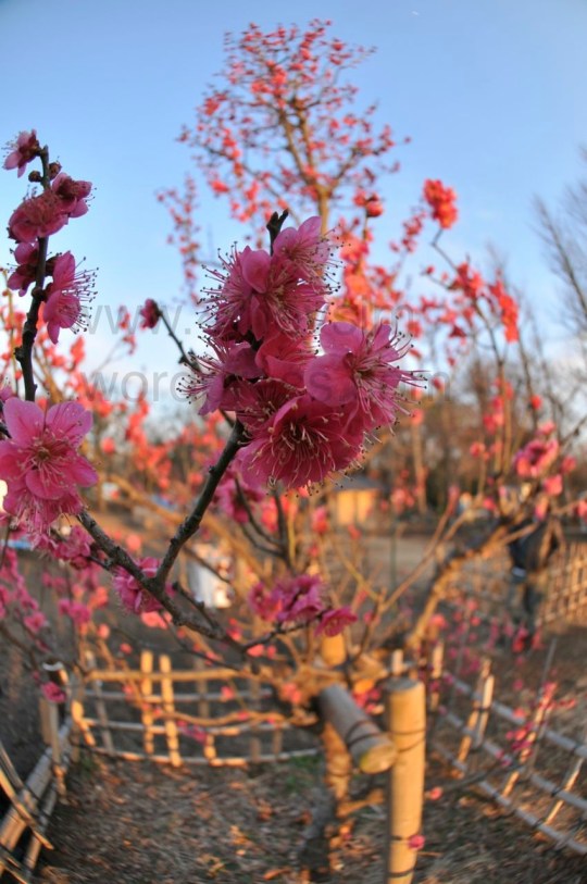 Yeni çiçek açmış bir filiz