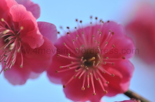 Rengarenk erik çiçeklerine bakmak dinlendiriyor