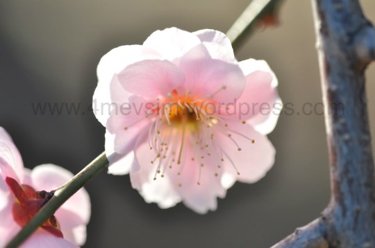 çiçeğe duran erik ağaçları