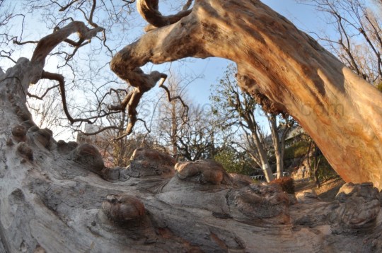 Henüz çiçeklenmemiş bir agaç