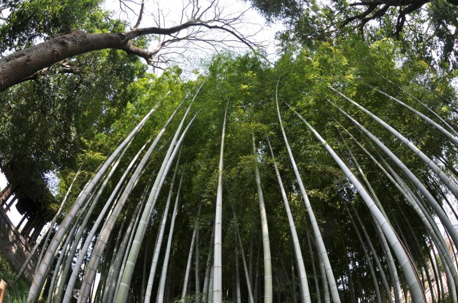 Bambu bahçesi, rüzgar altına bambu ağaçlarının hışırtısı dinlendiriyor