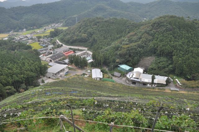 Bağın tepesinde Cocofarm