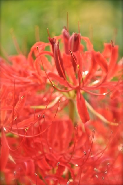 Yolda bu çiçeklerden her yerde vardı. Ne olduğunu bilen var mı?