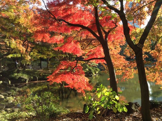 HIbiya parkı sonbaharda