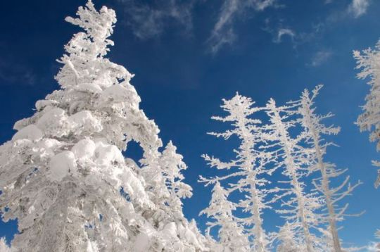 Ağaçlar donmuş gibiydi. Büyüleyiciydiler.