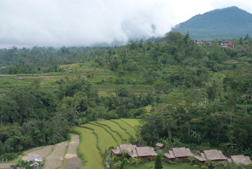 Teras şeklindeki pirinç tarlaları