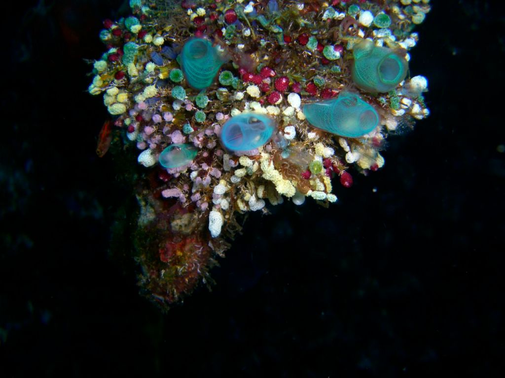 Batığın içini tamamen planktonlar kaplamıştı