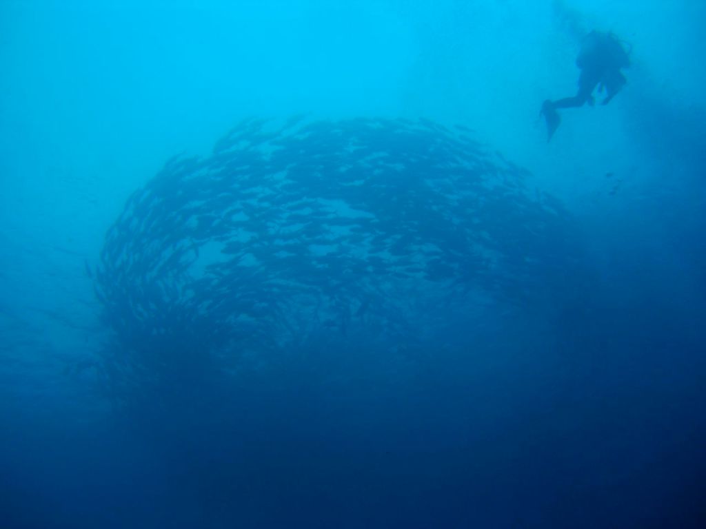 Liberty batığına yüzerken üzerimizden balık sürüsü geçti