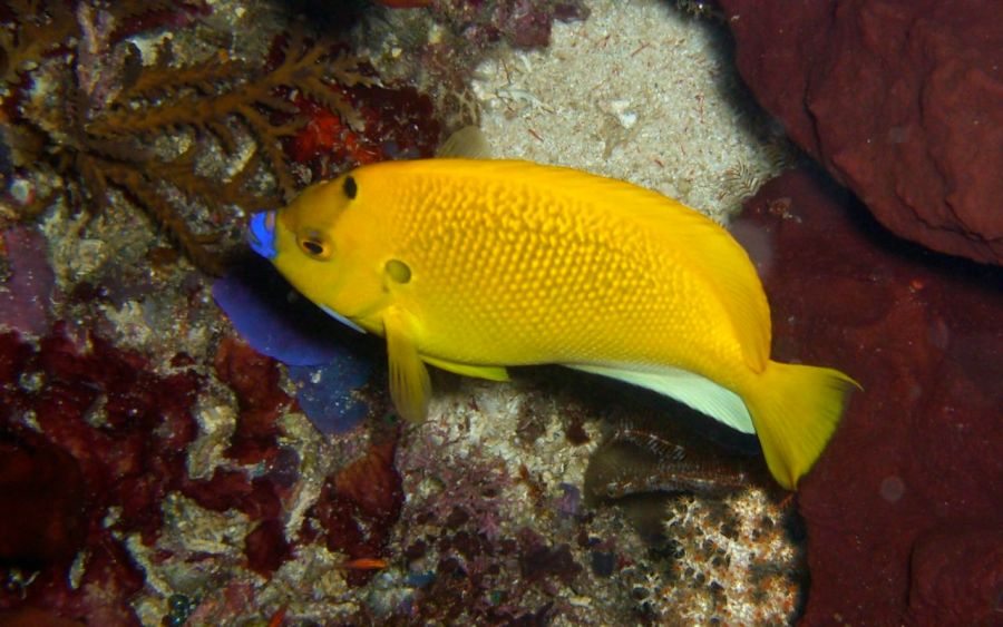 Sanur dalışında çekebildiğim yegane düzgün fotoğraflardan biri