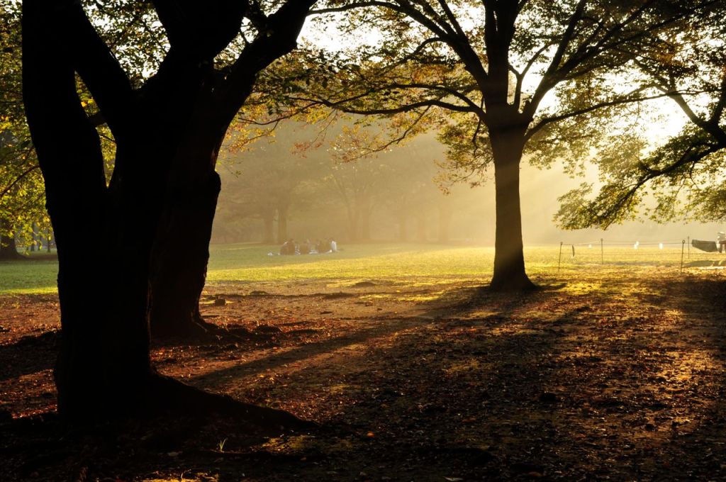Yoyogi parkta bir sonbahar enstantanesi