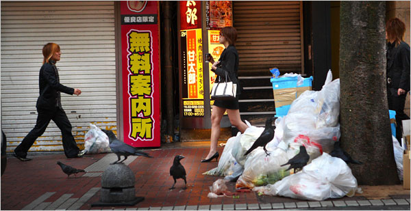 Kargalar ve çöpler(kaynak: New York Times)
