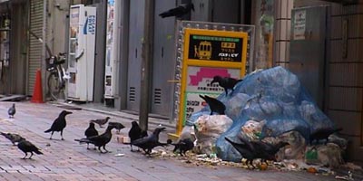 Sokaklarda çöpleri saçan kargalar (kaynak: Tokyo Belediyesi HP)