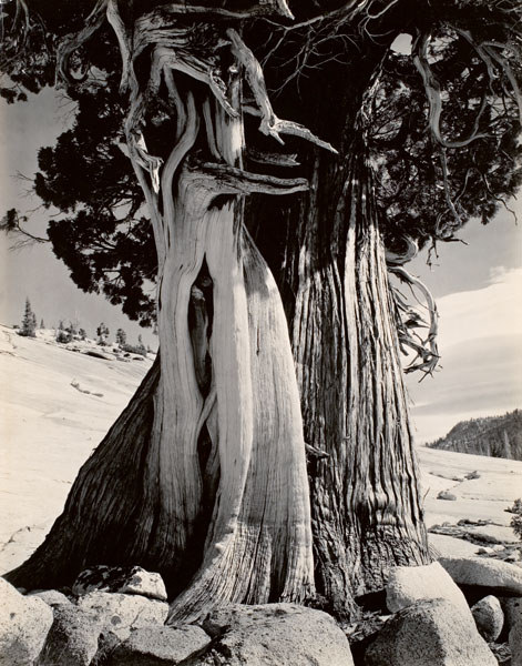 Edward Weston'un "Juniper" fotoğrafı