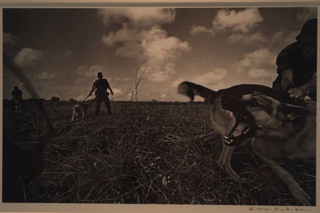 ABD'li askerler Okinawa'da köpek eğitirken